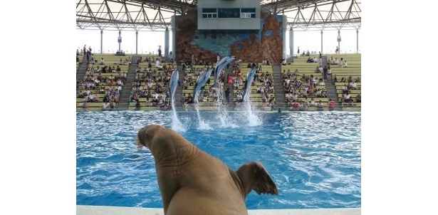セイウチがトレーナーデビュー!?イベントも多数開催