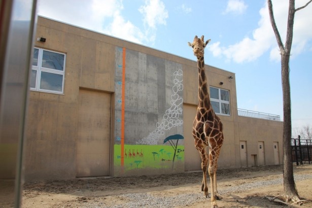 旭山動物園・大迫力なキリンのそばに、まさかの生き物…｜ウォーカープラス