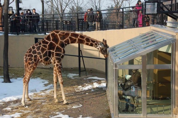 旭山動物園 大迫力なキリンのそばに まさかの生き物 ウォーカープラス