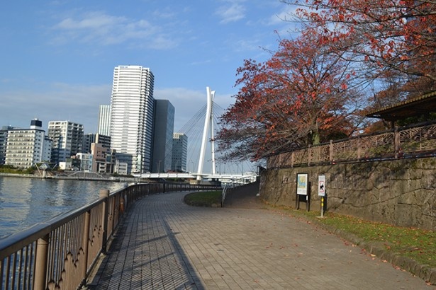 きれいに整備された隅田川沿いの歩道（「佃公園」）