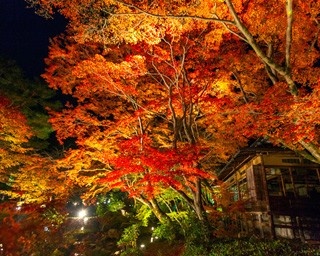 宝厳院に北野天満宮も！嵐山エリアの紅葉ライトアップ混雑回避テクニック公開