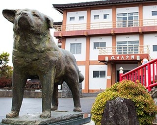 秋田犬に世界が注目!?秋田犬保存会の副会長に魅力を聞いてみた