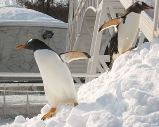 旭山の醍醐味は冬！？　最北の動物園、本領発揮です！