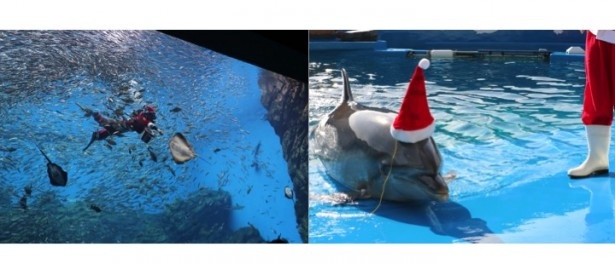 イルカもサンタに 仙台うみの杜水族館 でクリスマスイベント ウォーカープラス