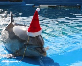 イルカもサンタに！「仙台うみの杜水族館」でクリスマスイベント