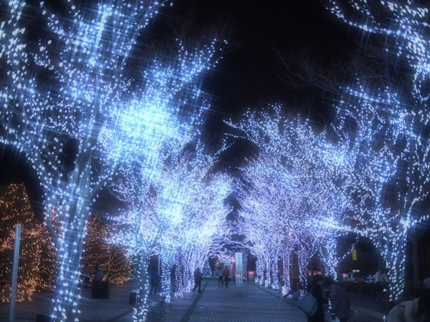 LEDでケヤキ並木が青く輝き、幻想的な世界に