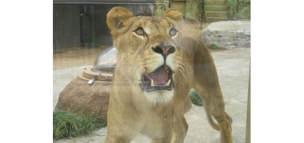 ガラス張りでこんな近い！東武動物公園の新ライオン舎。肉をあげるイベントも予定中だそう