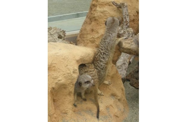 同じ地域に属するミーアキャットもガラスを隔てた隣に展示し、より自然に近い形で見られる
