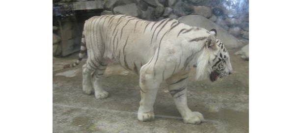 ホワイトタイガーは人気者。この日も多くの人に囲まれていた