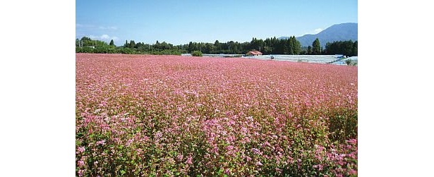 赤そば畑の面積は、2万4000平方メートル！ 休憩テントもあるので、赤そばの花を眺めながらのんびりできる
