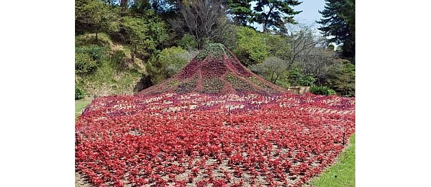 花でできた、こんな“立体の富士山”も！