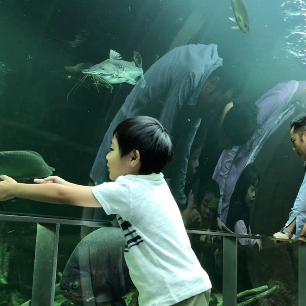 なかがわ水族館で撮影された「水族館」篇