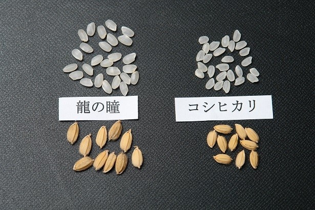 【写真を見る】原料米となった岐阜県下呂市発祥の「龍の瞳」