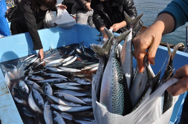 なんと1回500円からのお得な値段で鮮魚の詰め放題ができる