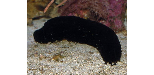 なんと砂を食べる！珍生物「クロナマコ」はこちら