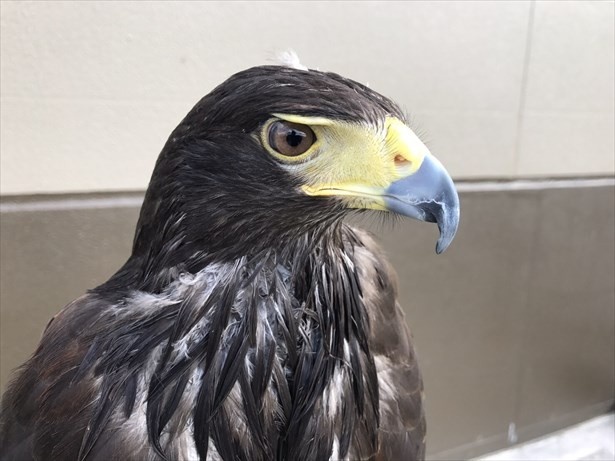 2017年の干支「酉」にちなんだ、縁起の良いタカやツルなどの「鳥」と触れ合える動物園がオープン