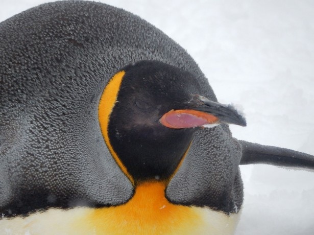 画像5 5 旭山動物園 ペンギンの散歩には個性が出る ウォーカープラス
