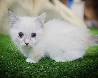20匹が待っている！原宿竹下通りに“おしゃれすぎる猫カフェ”