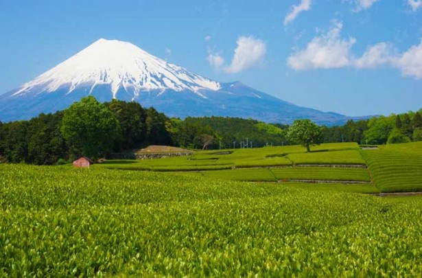 第9位静岡県「富士山」