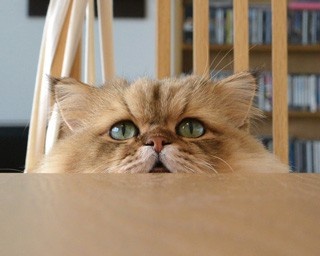 SNSの人気ネコ写真が集結！福岡パルコで「ねこ休み展」開催