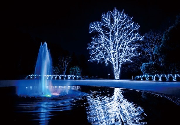 映画の舞台となった北山門広場のトウカエデと噴水は、一番の見どころ。水面に映える輝きも美しく、時を忘れて眺めてしまう光景/京都府立植物園 