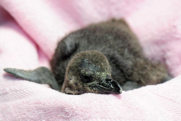 2016年の10月に今季初となるケープペンギンの赤ちゃんが誕生！/京都水族館