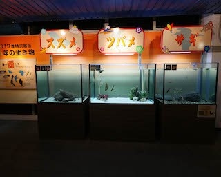 2017年は海の酉(トリ)に会いに行こう！「酉(トリ)」にちなんだ特別展示開催中