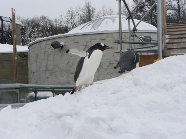 旭山動物園のトボガン広場 ペンギンが出てくるどうかは気分次第 ウォーカープラス
