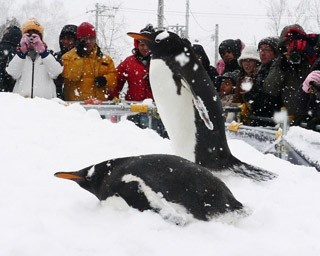 旭山動物園のトボガン広場、ペンギンが出てくるどうかは気分次第！？