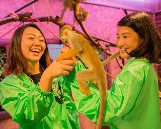 かわいいリスザルたちと遊べる日本初のレストランバー！