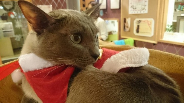 【画像を見る】猫たちもサンタのコスチュームでお出迎え