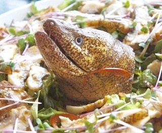 マンボウ!?うつぼ!?日本酒と珍怪魚のイベント初開催!