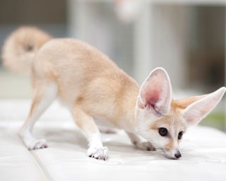 ハリネズミやフェネックも！今行きたい最新アニマルカフェ3選