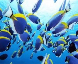 水中の神秘!銀座で“海中写真展”が期間限定開催