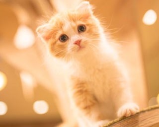 可愛すぎ！おしゃれすぎ！猫カフェが大阪・心斎橋にオープン