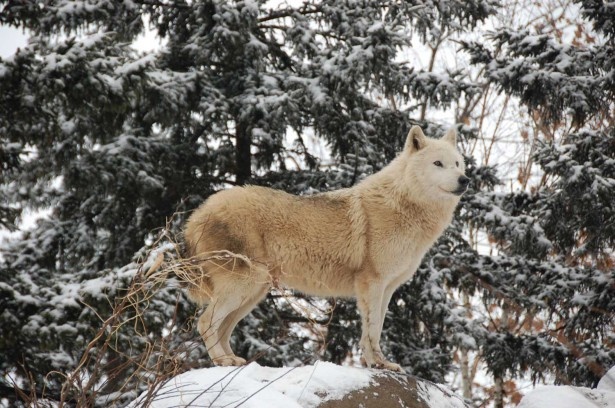 デカさが湯気が 旭山動物園の冬のオオカミは一味違う ウォーカープラス