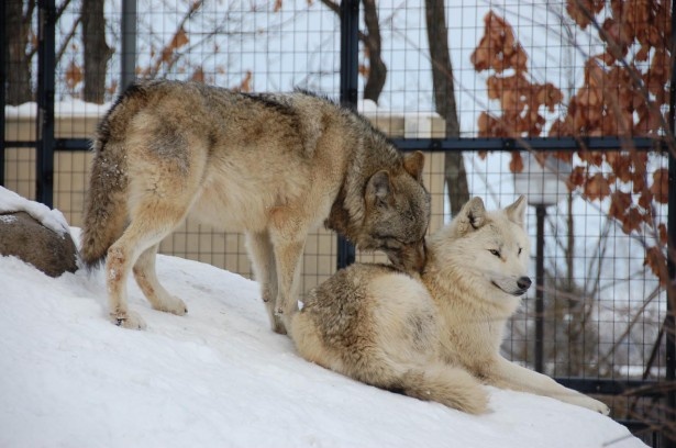 デカさが湯気が 旭山動物園の冬のオオカミは一味違う ウォーカープラス