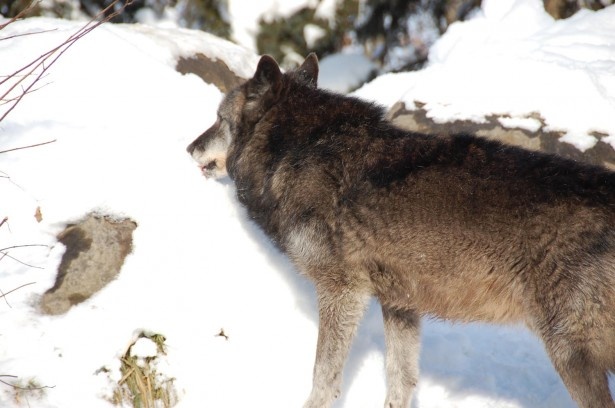 デカさが湯気が 旭山動物園の冬のオオカミは一味違う ウォーカープラス