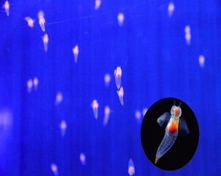1000匹の妖精が舞い降りる！八景島シーパラでクリオネリウム