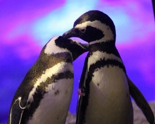 ペンギンを見習う？すみだ水族館で愛妻の日ナイト開催