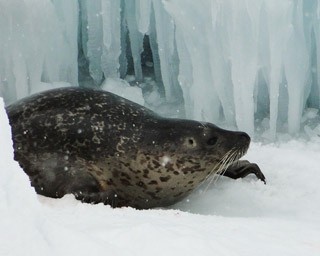 まるで本物！？厳冬期のみ出現する旭山動物園の流氷広場を知ってます？
