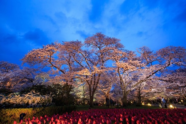 珍しい桜が咲き誇る 映画 ぼく明日 舞台の幻想的な夜の植物園 ウォーカープラス