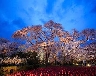 珍しい桜が咲き誇る！映画“ぼく明日”舞台の幻想的な夜の植物園