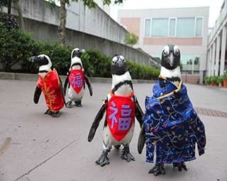 チャイナ服のペンギンがパレード！八景島シーパラダイスで春節