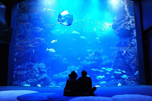 チョコの名前に チョコそっくりの魚 京都水族館のバレンタイン特別展示 ウォーカープラス