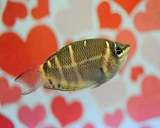 チョコの名前に、チョコそっくりの魚？！京都水族館のバレンタイン特別展示