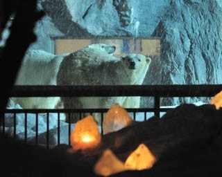 真冬の夜に開催される「雪あかりの動物園」とは？