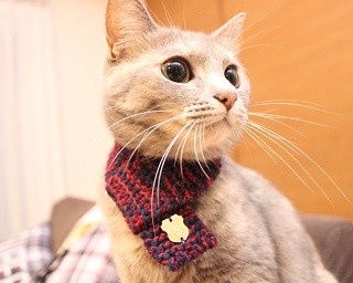 冬にぴったりの「猫専用マフラー」、デザイン性と機能性も抜群！