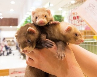 えっ!?こんなお店あったんだ！神奈川の専門店6選