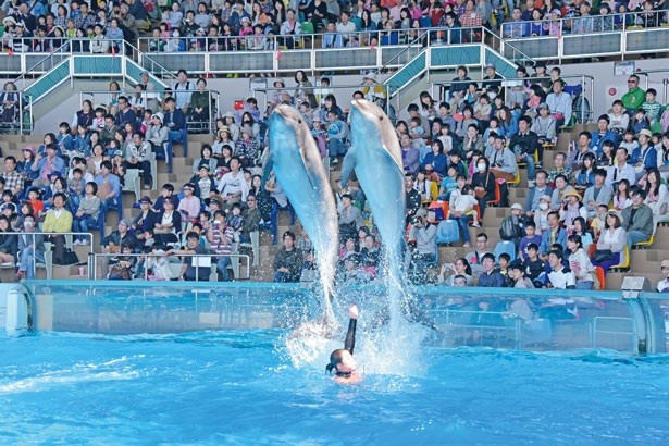 「イルカふれあいプール」で泳ぐ姿を見られるほか、「ビッグオーシャン」ではダイナミックなショーも/アドベンチャーワールド